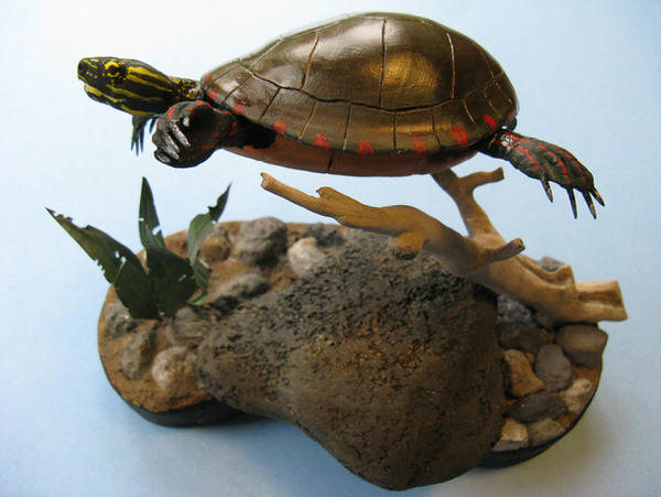 Painted Turtle 4