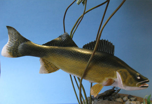 walleye10