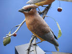 Cedar Waxwing 2 by Bagheera3