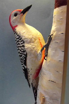 RED BELLIED WOODPECKER 1