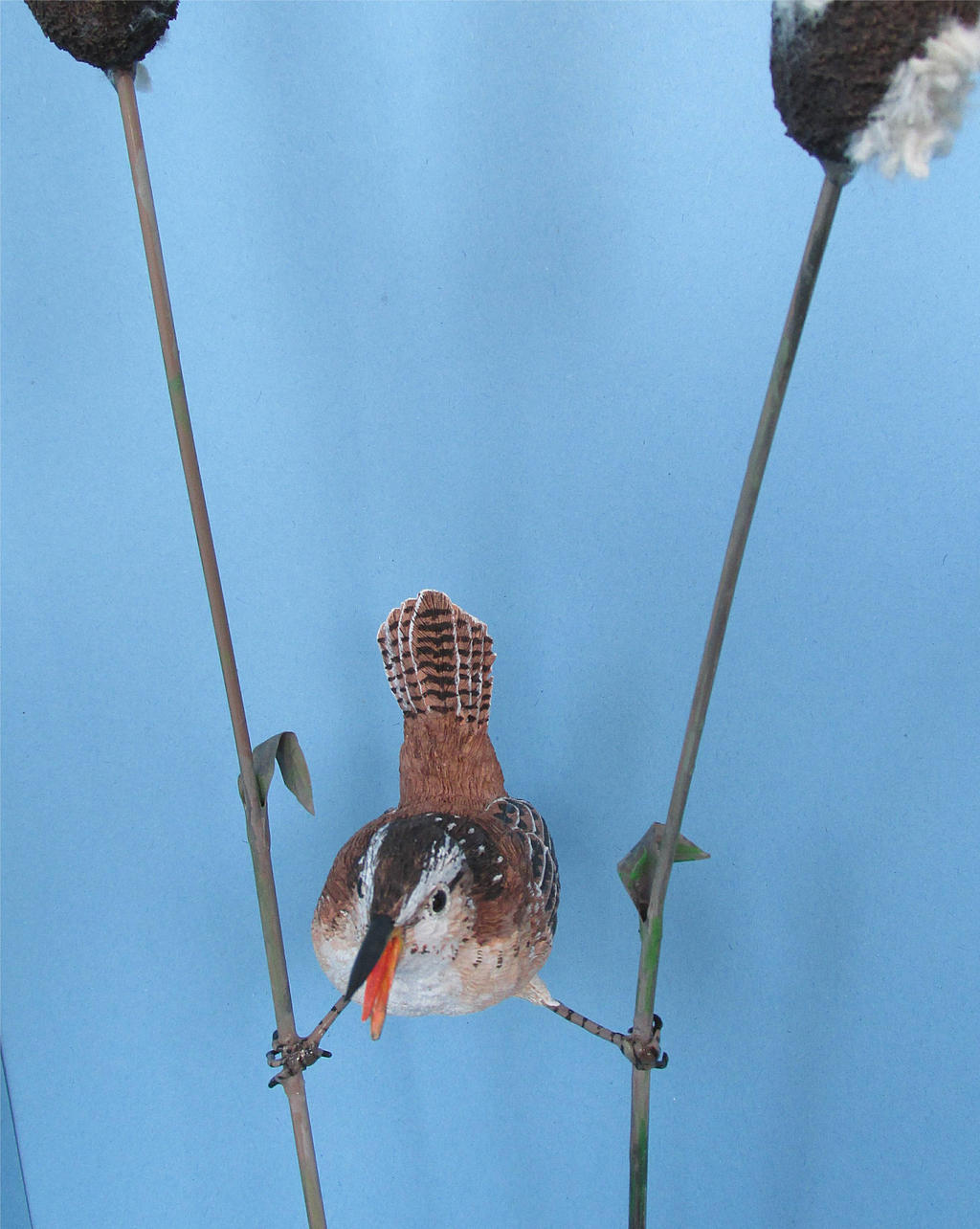 Captured  MARSH WREN 7