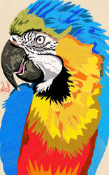 Macaw 