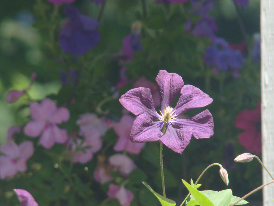 pretty purple