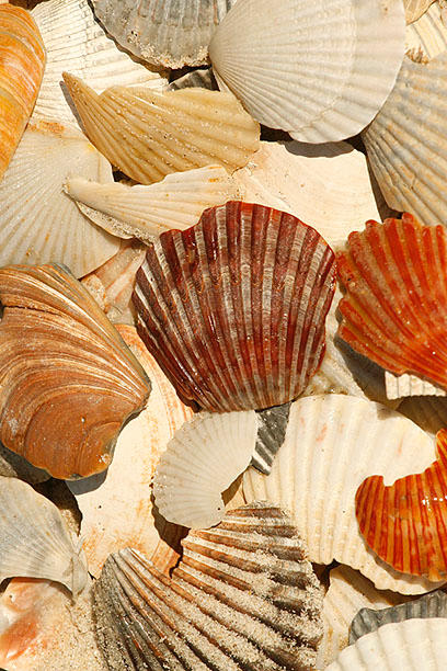 Shells by Trendx11 on DeviantArt
