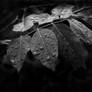 Leaves in rain