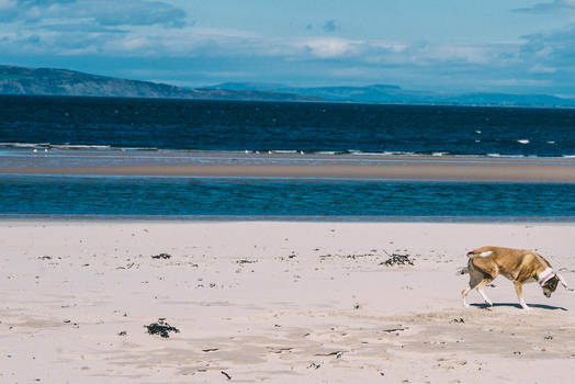 Dog on a beach.