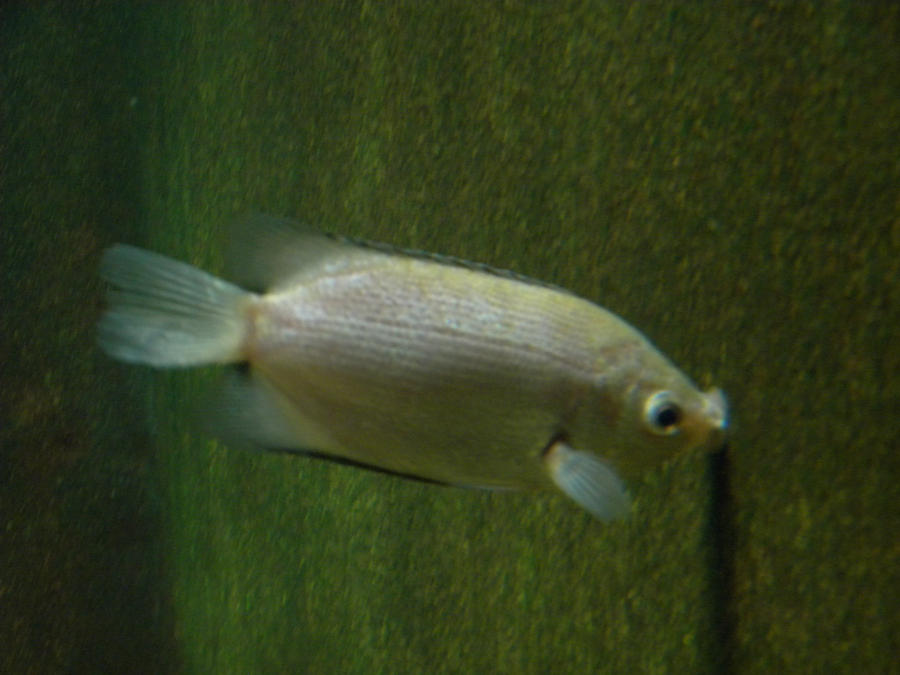 The Bur Fish by sheephearder05 on DeviantArt