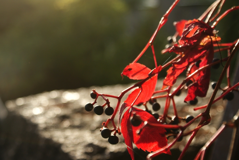 Autumn fruits