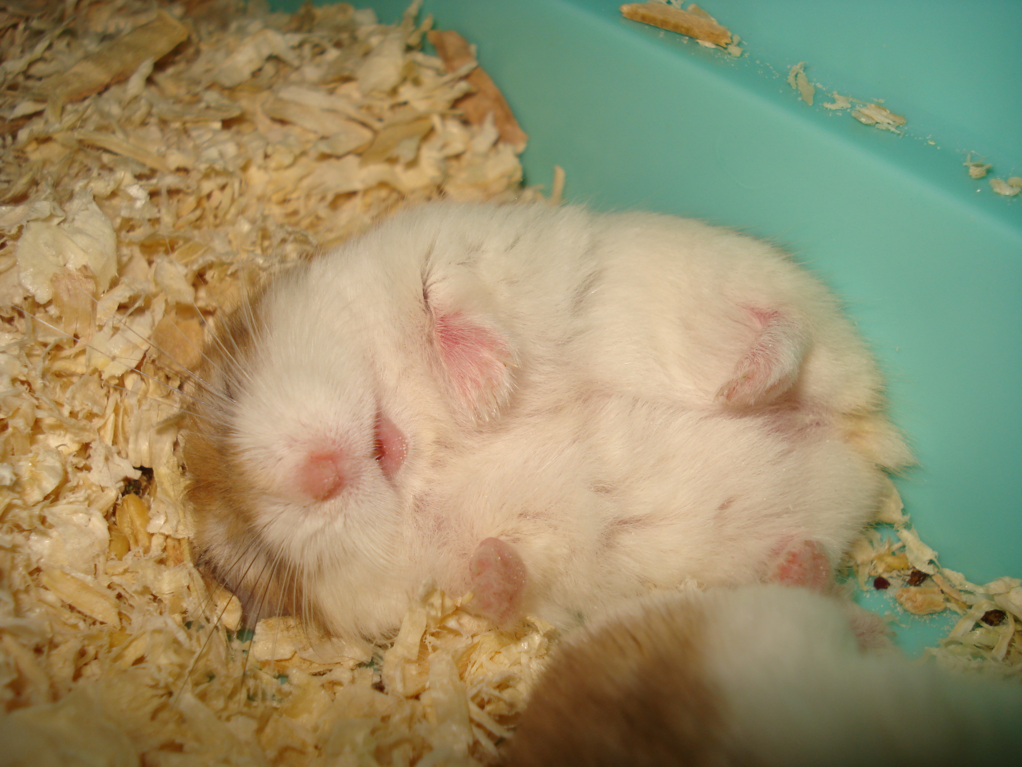 Sleeping Hamster by totoro78 on DeviantArt