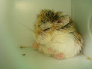 Sleeping hamster2