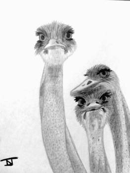 ostriches pencil draw
