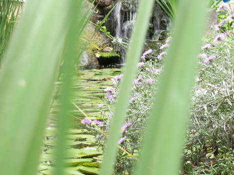 Through the grasses