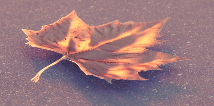 Leaf