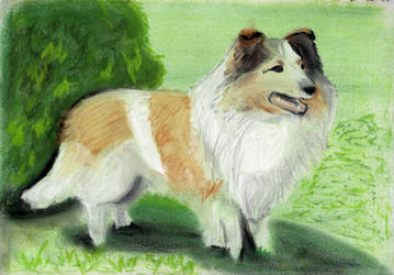 Collie in the Grass