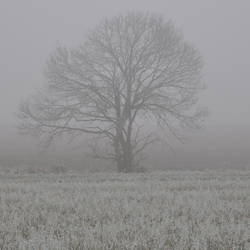 Solitary tree in a field, on a foggy afternoon