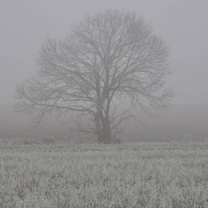 Solitary tree in a field, on a foggy afternoon