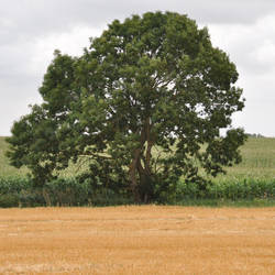 Solitary tree in a field, on a July morning