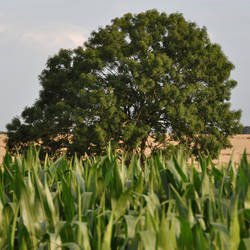 Solitary tree behind a corn field, in Summer