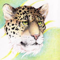 Leopard