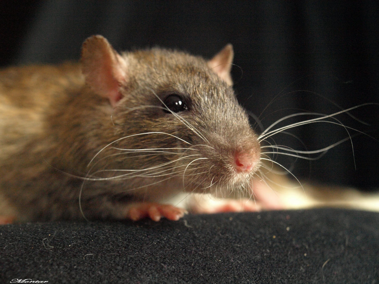 Rats :D 14 by PrincessMontar on DeviantArt