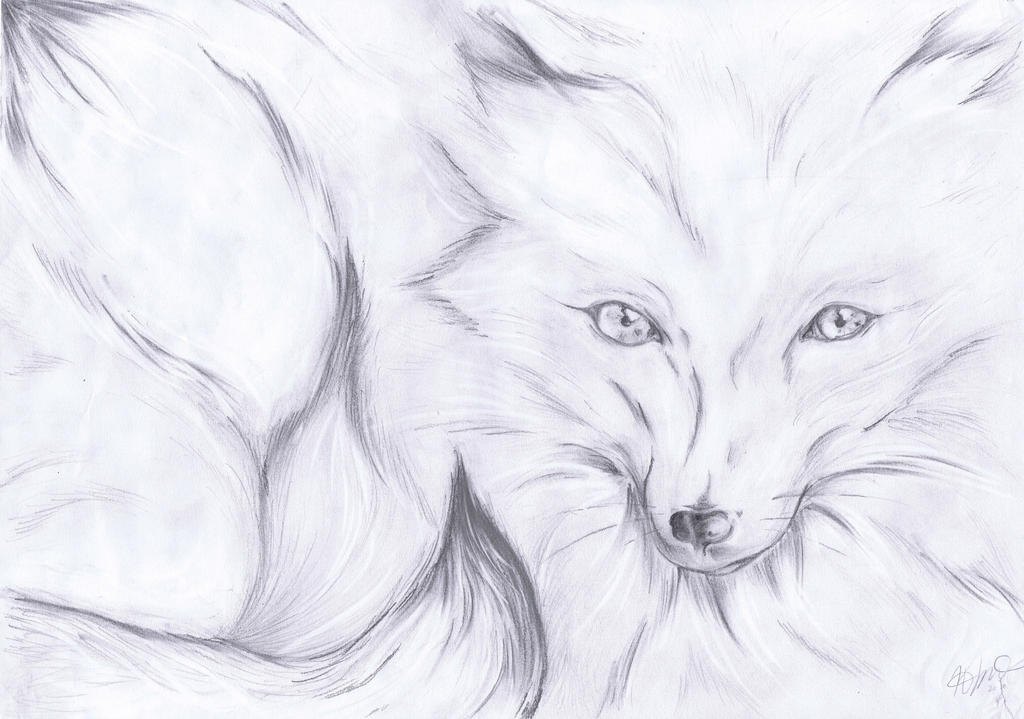 Arctic Fox