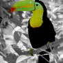 Color Tucan