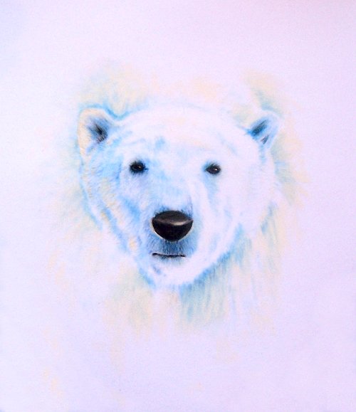 Polar Bear