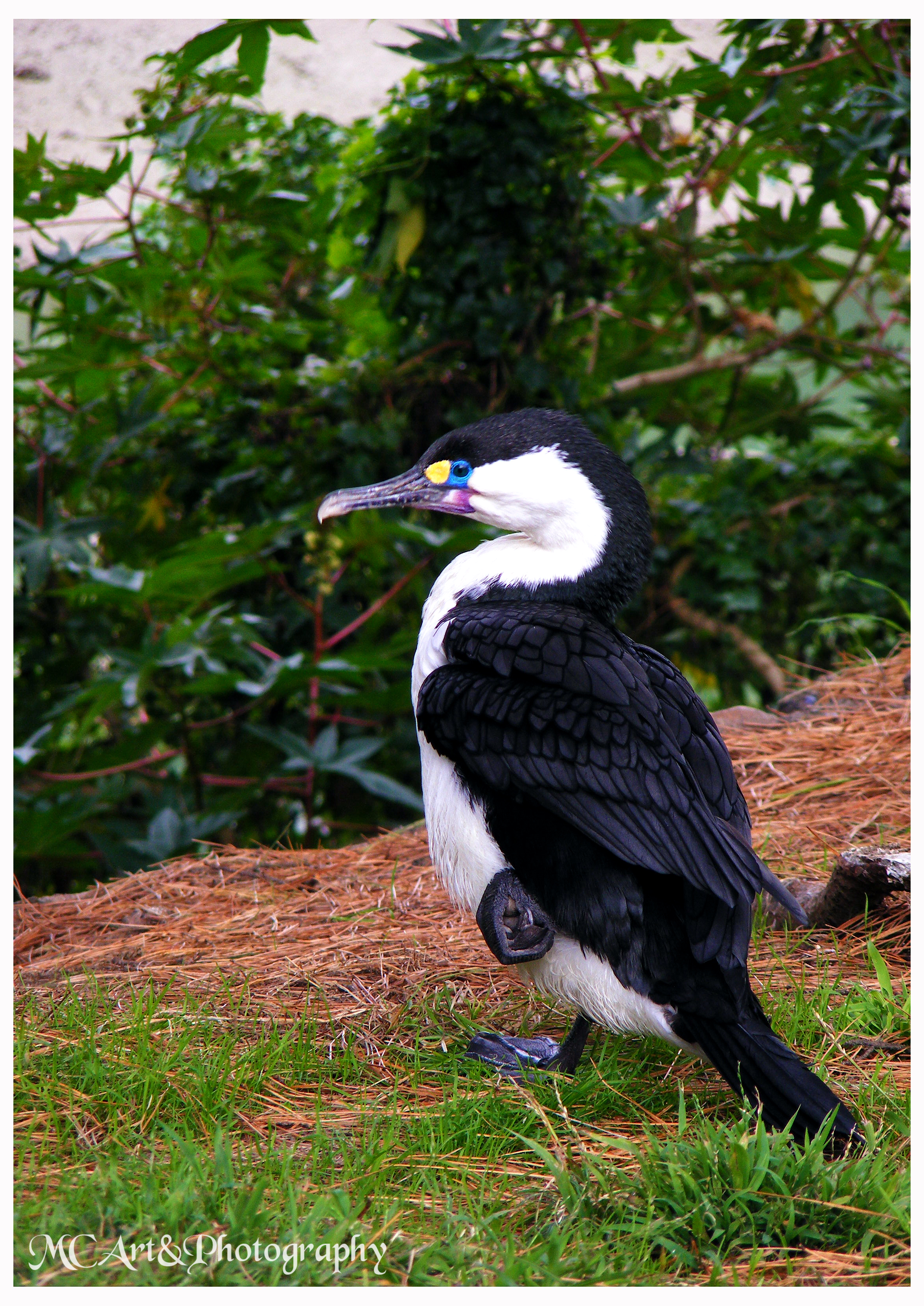 Pied Shags