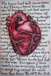 human heart