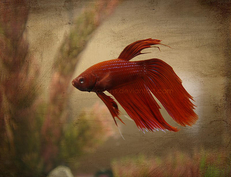 Ruby Red Fish Eating Fish Ruby Red by invasions on DeviantArt