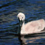 Cygnet