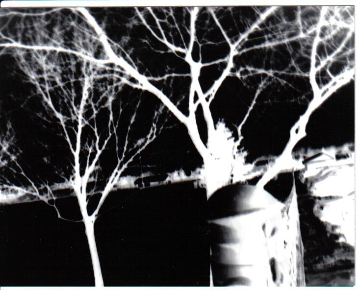Pinhole of tree by LastSundown on DeviantArt