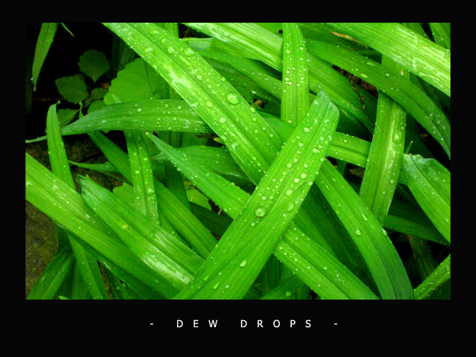 Dew Drops