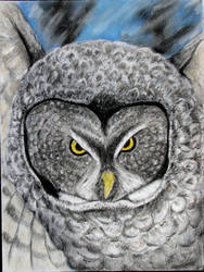 Gray Owl