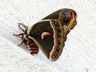 cecropia moth