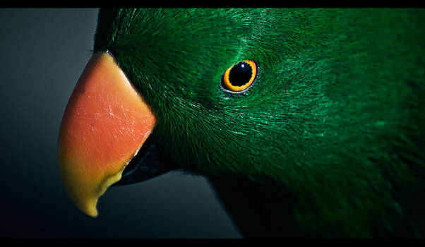 eclectus