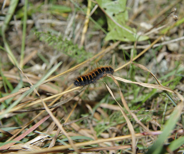 A Caterpillar