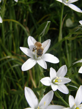 The bee and flower