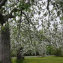 Annapolis Valley Apple Blossom