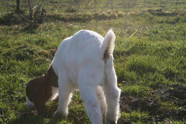 GOAT BUTT By Rozen85 On DeviantArt goat-butt-by-rozen85-on-deviantart