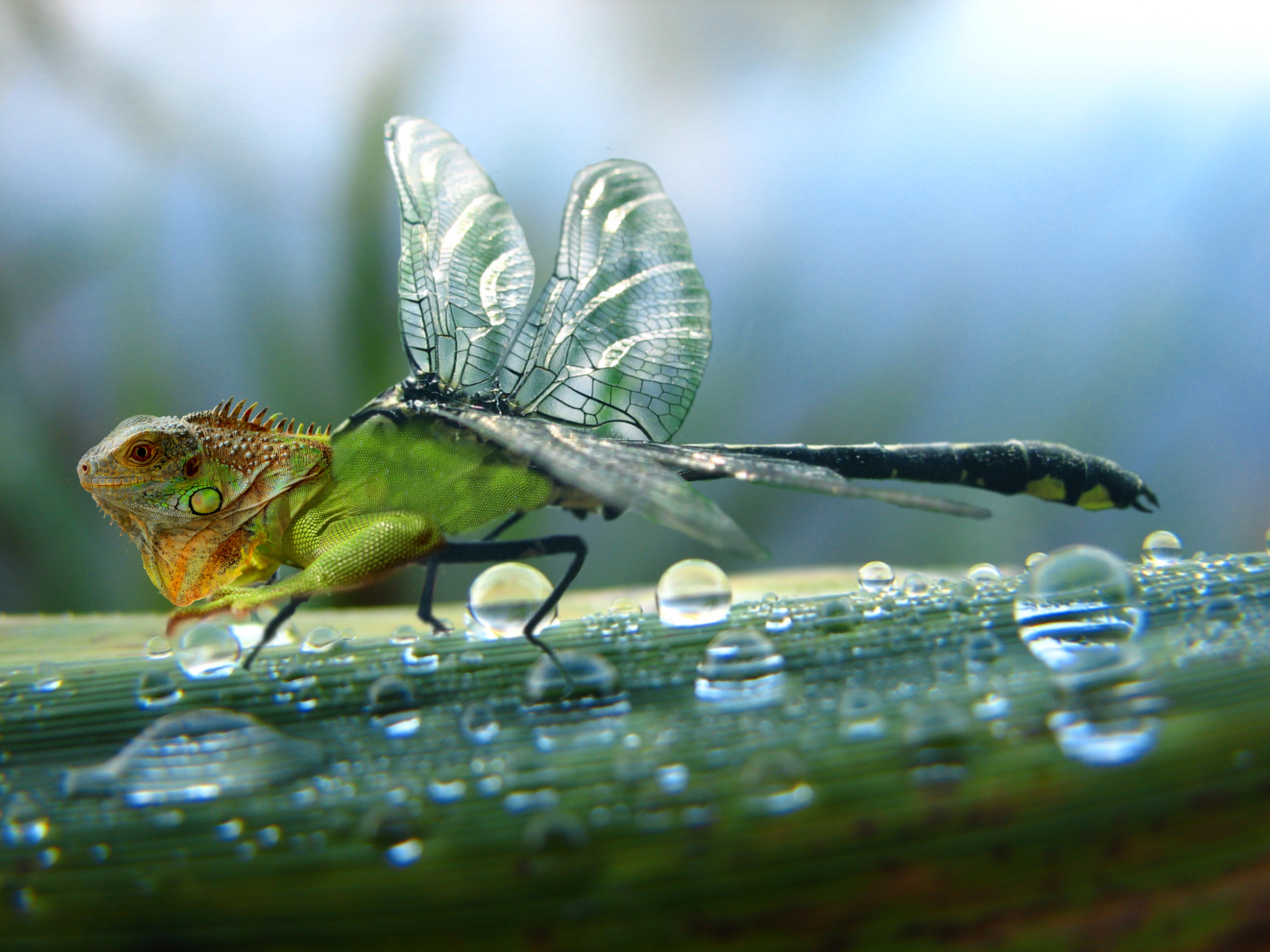 Iguana-Dragonfly Hybrid