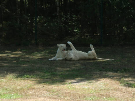 White lions playing