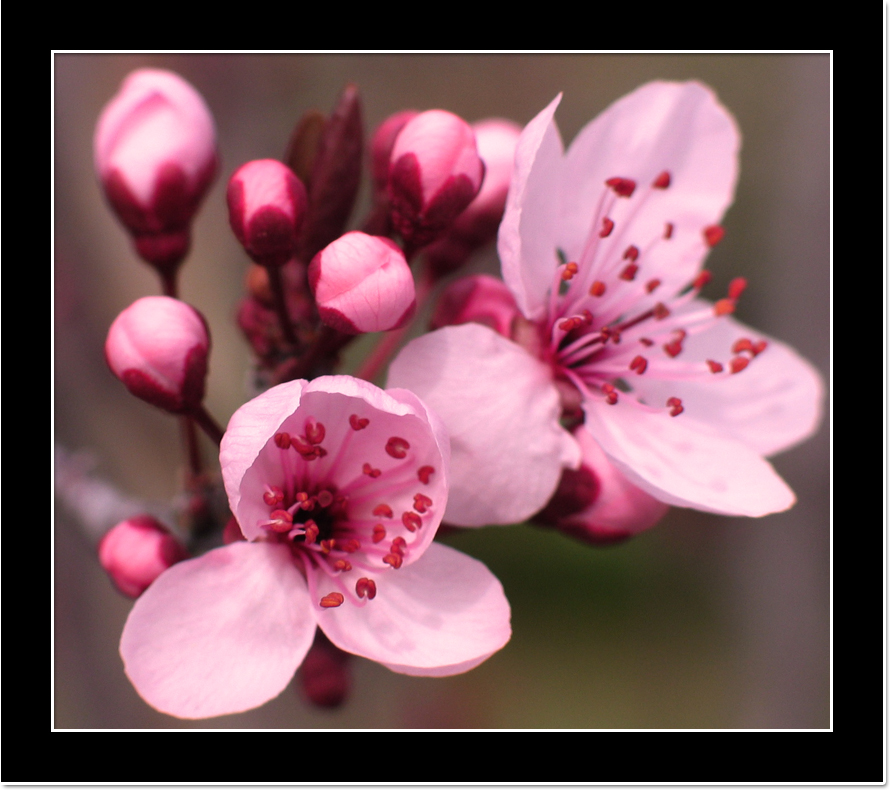 Pink Flowers