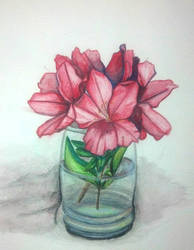 Azalea Study 2012