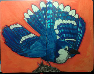 Blue Jay Sketchbook