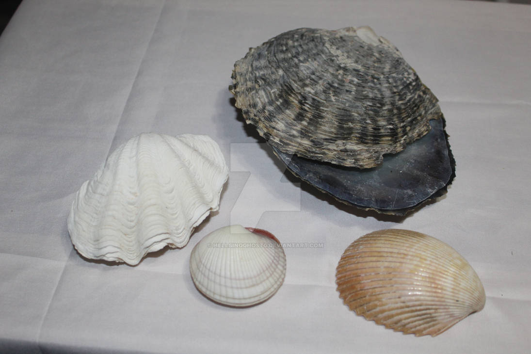 Shells that my dad collected by HellsingGhost0 on DeviantArt