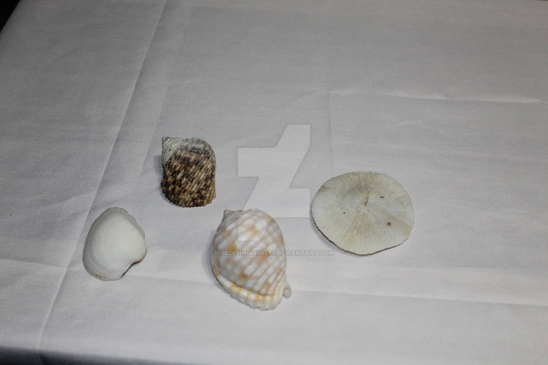 Shells that my dad collected by HellsingGhost0 on DeviantArt