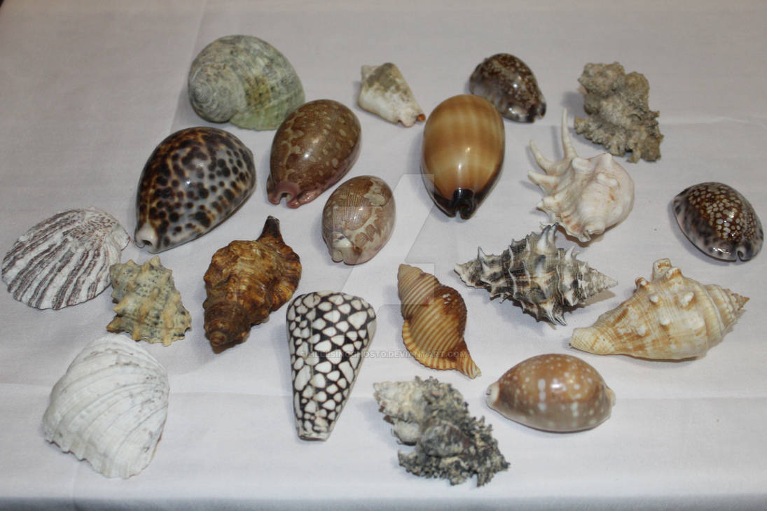 Shells that my dad collected by HellsingGhost0 on DeviantArt
