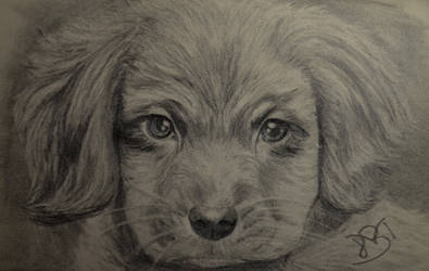 Puppy drawing