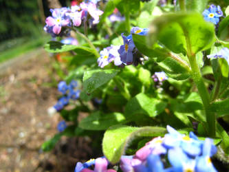 forget-me-not